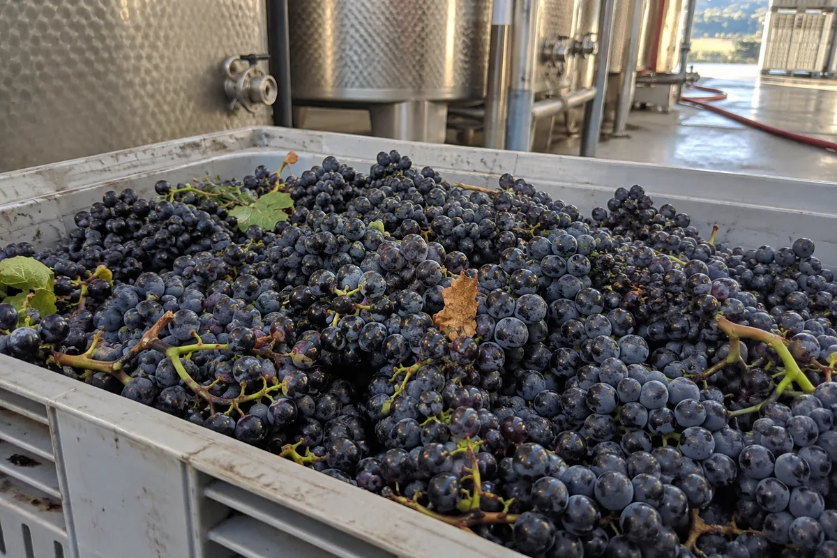 uvas cachos de uva